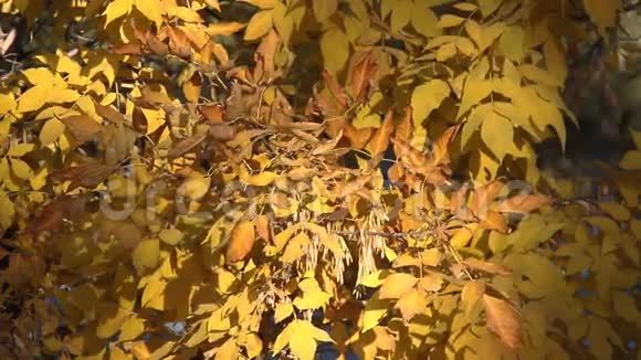 秋天用它画树叶子视频的预览图