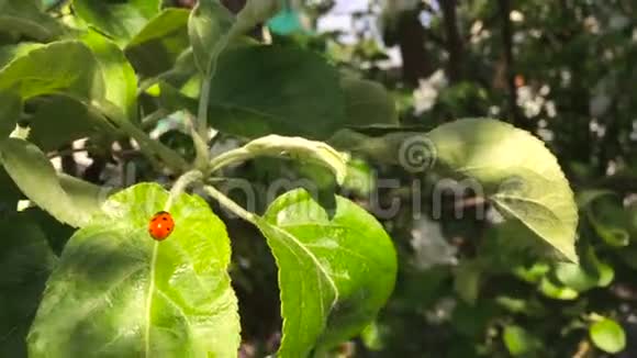 瓢虫在夏天的绿叶上爬行当阳光照耀时靠近视频的预览图