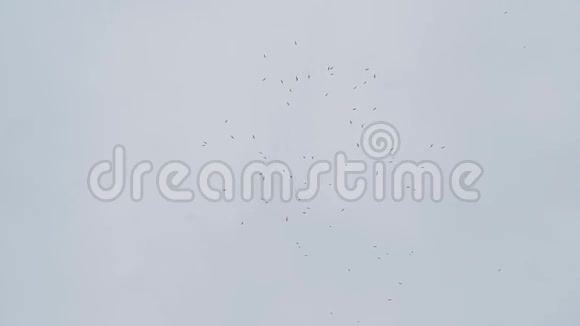 鸟儿在灰色多云的天空中飞翔在雨天慢镜头视频的预览图