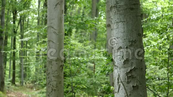 森林树木自然绿色木材阳光背景选择性聚焦视频的预览图