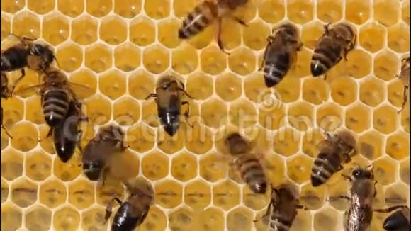 蜜蜂不受攻击视频的预览图