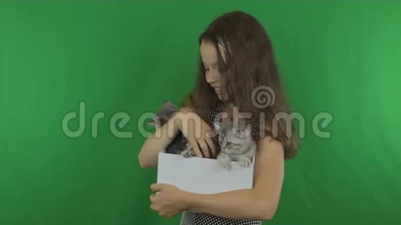 美丽的女孩沟通小猫苏格兰折叠绿色屏幕股票视频视频的预览图