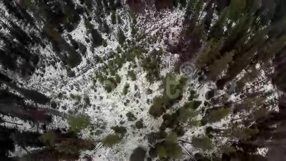 冬天在森林地板上下雪树高视频的预览图