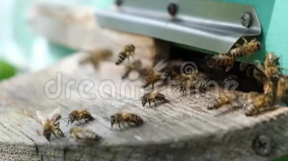 蜜蜂绕着蜂巢转圈把新鲜的花蜜和花花粉放进蜂巢慢动作视频视频的预览图