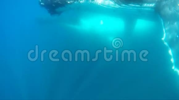 两只驼背鲸鱼在水下视频的预览图