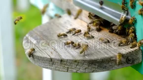 蜜蜂绕着蜂巢转圈把新鲜的花蜜和花花粉放进蜂巢慢动作视频视频的预览图