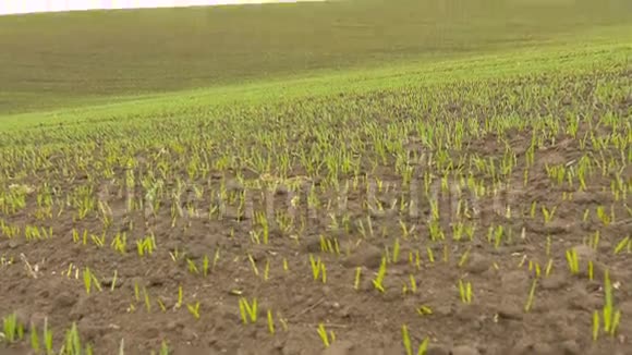 雨后新绿麦草田视频的预览图