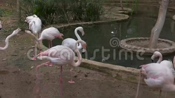 一群粉红色的火烈鸟靠近池塘视频的预览图