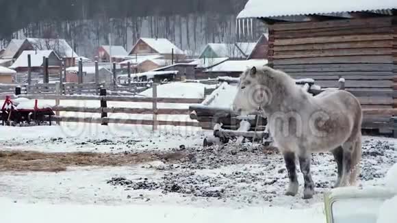 灰马在马厩里冬季牧场的马阿尔泰山乡村景观视频的预览图