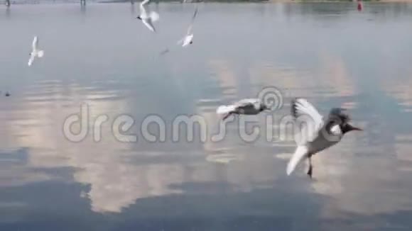 许多海鸥用桥飞过河水视频的预览图