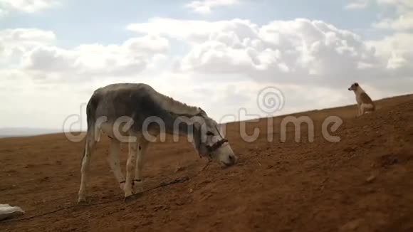 驴子和狗在沙漠的背景下视频的预览图