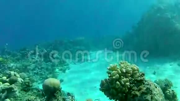 热带鱼深度7米红海的清澈水域视频的预览图