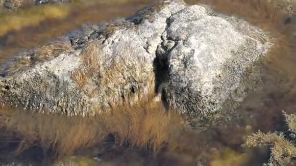 美丽的老大石头清澈的大海笼罩着各种藻类视频的预览图