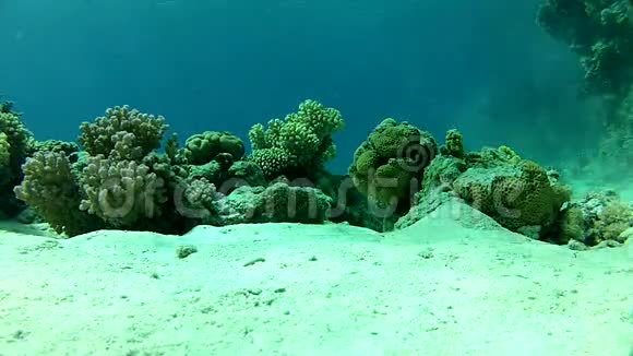 热带鱼深度8米红海清澈的水视频的预览图