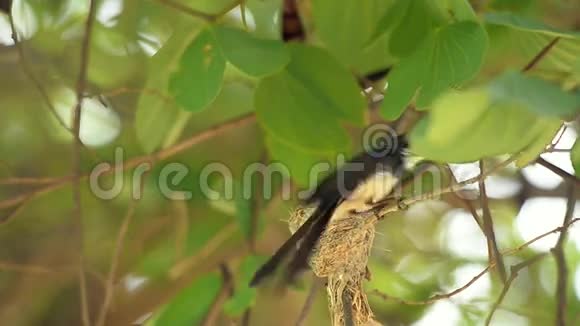 爪哇岛奇皮杜拉大自然野生鸟类在巢中喂养它的婴儿视频的预览图