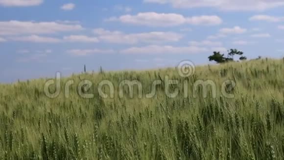泛观欧洲景观的夏日时光小麦田视频的预览图