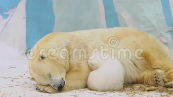 北极熊在动物园里喂幼崽视频的预览图
