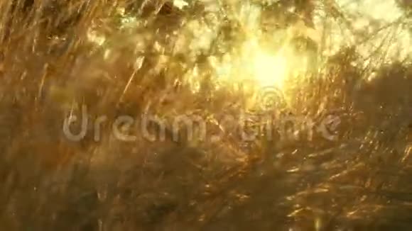 金色的阳光穿过芦苇视频的预览图