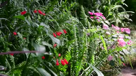 植物园里的热带植物和树木植物温室玻璃屋的内部4K视频的预览图