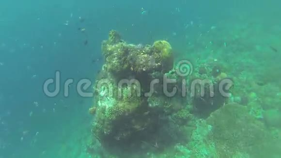 珊瑚礁浮潜在菲律宾视频的预览图