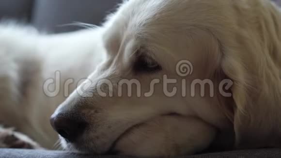 快乐的宠物生活美丽的狗金毛猎犬在家里的沙发上休息视频的预览图
