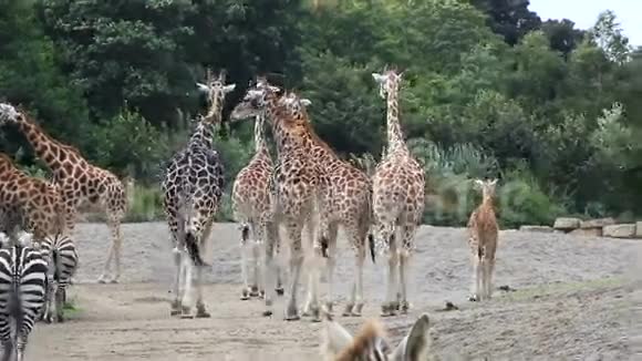 长颈鹿和斑马视频的预览图