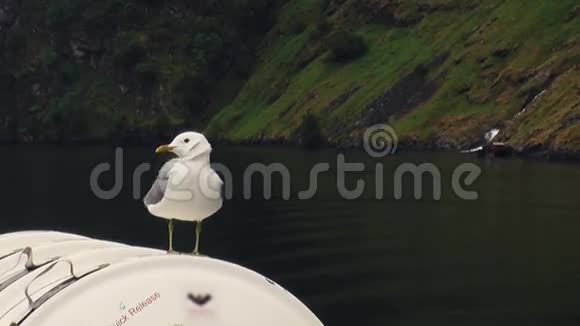白海鸥在青山绿水间的船上夏日海鸟自然飞翔的海鸥视频的预览图