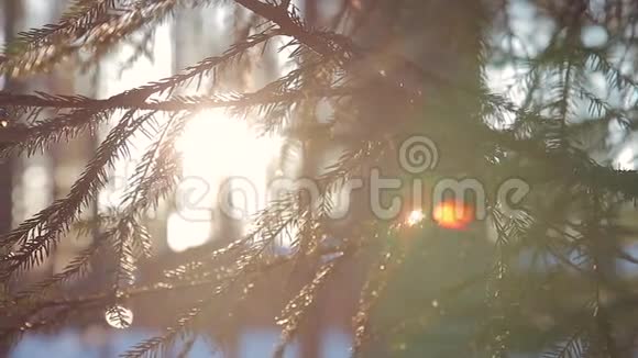 冬天日落时森林中的树枝视频的预览图