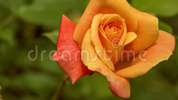 美丽的自然黄玫瑰在美丽的晨光深绿色背景维纳奇外观手持视频的预览图