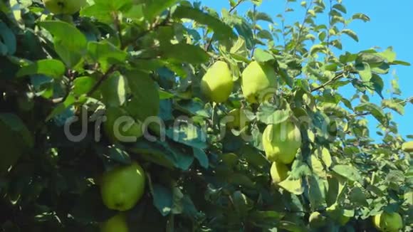 花园里一棵树上成熟多汁的梨视频的预览图