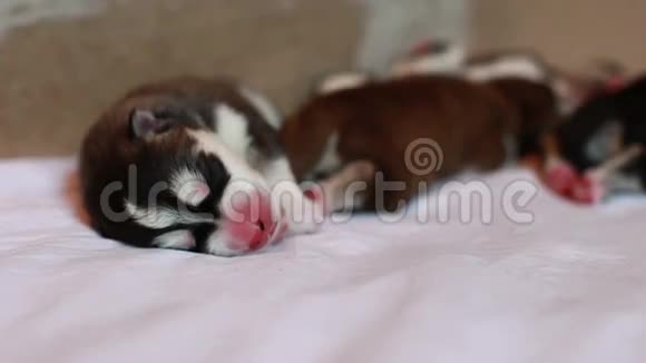 新生小狗睡觉视频的预览图