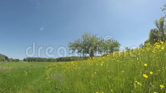 春天的草甸和开花的牛油视频的预览图