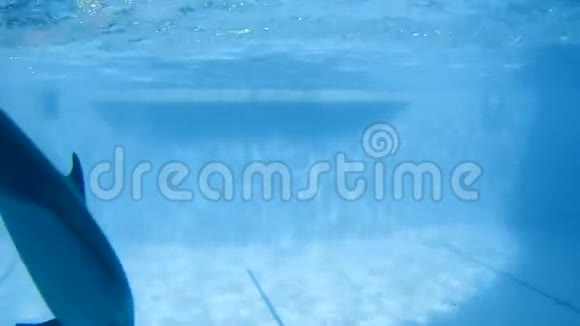 水下射击海豚慢慢地在游泳池里游泳视频的预览图