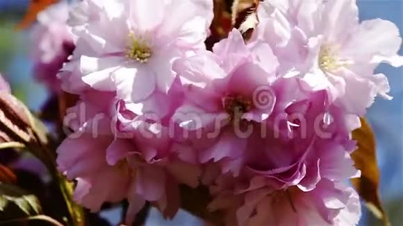 粉樱樱花宏视频的预览图