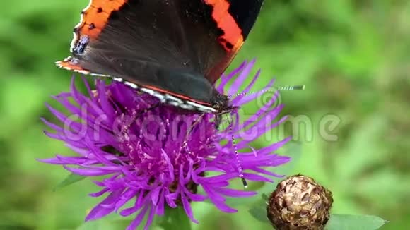 蝴蝶坐在紫色的花上视频的预览图