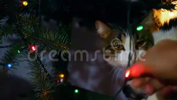 可爱的猫在圣诞树上玩装饰品视频的预览图