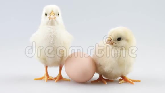 两只新生的小鸡靠近鸡蛋视频的预览图