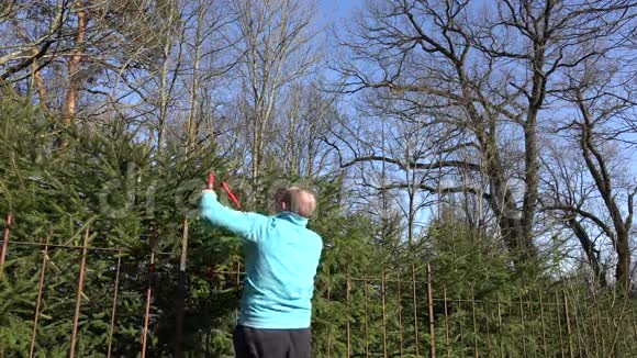人在花园中沿篱笆用特殊的剪刀剪杉枝视频的预览图