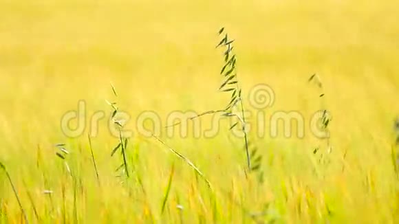 大麦地青麦草生长细节6月成熟玉米的田间视频的预览图