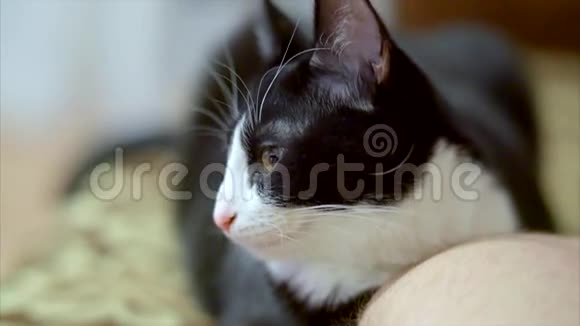 沉睡的小猫动动耳朵视频的预览图