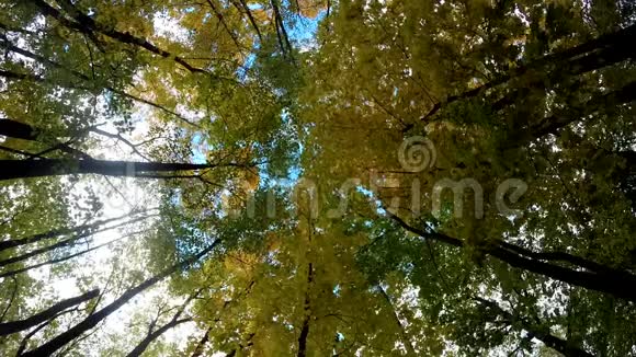 明亮的太阳穿过五颜六色的秋天树顶部的广角视图背景视频的预览图