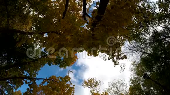 明媚的阳光透过五颜六色的秋天树顶部的广角视图背景视频的预览图