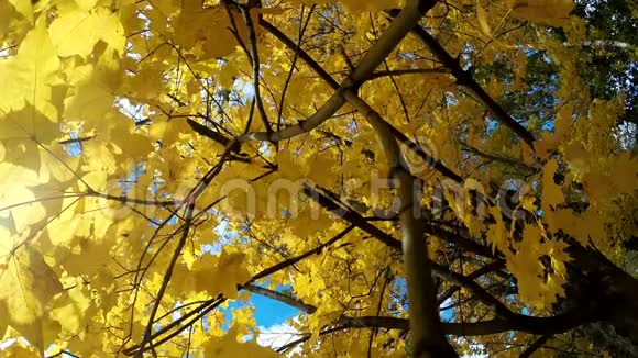 明亮的阳光透过五颜六色的秋天枫树的广角视图到顶部背景视频的预览图