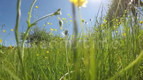 春天的草甸和开花的牛油视频的预览图
