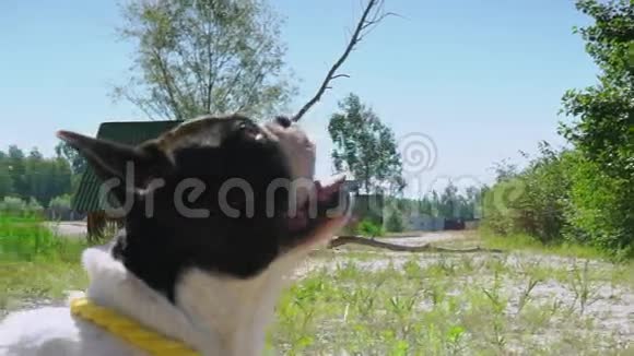 小白狗身上有黑色斑点坐在户外视频的预览图