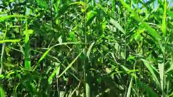绿色的芦苇在露天有美丽的叶子视频的预览图