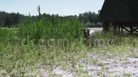 小白狗的皮毛上有黑色斑点在草地上奔跑视频的预览图