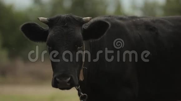 黑牛在村里的绿野间凝视着视频的预览图