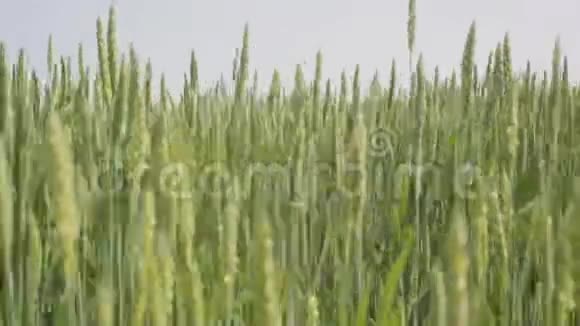 麦地浪受夏日风盘自然影响绿底全高清视频的预览图
