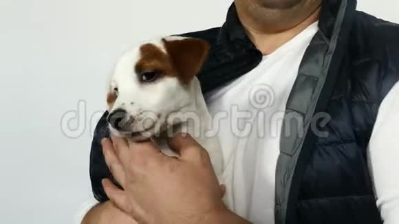 小狗杰克罗素猎犬在手上视频的预览图